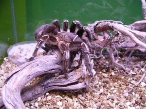 Размножение птицееда