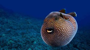 Рыба-шар: как и зачем надувается, среда обитания