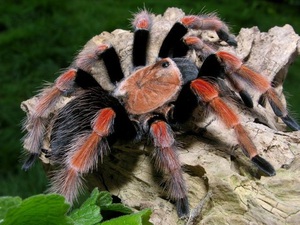 Описание паука