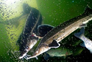 Стерлядь: чем питается и как разводить в домашних условиях