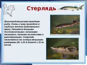 Описание рыбы Стерляди