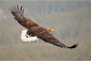 Орлан-белохвост: описание, ареал обитания и интересные факты