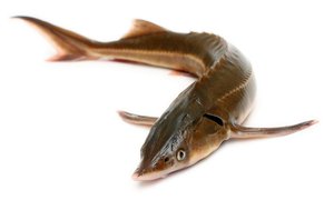 Описание Стерляди