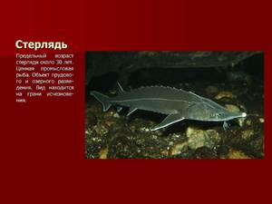 Стерлядь рыба