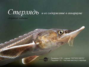 Редкие вид рыб и описание-Стерлядь 