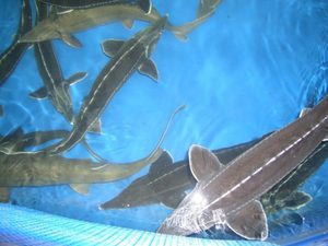 Описание рыбы стерляди-Чем питается и как разводить