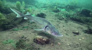  Разведение   рыбы Стерляди