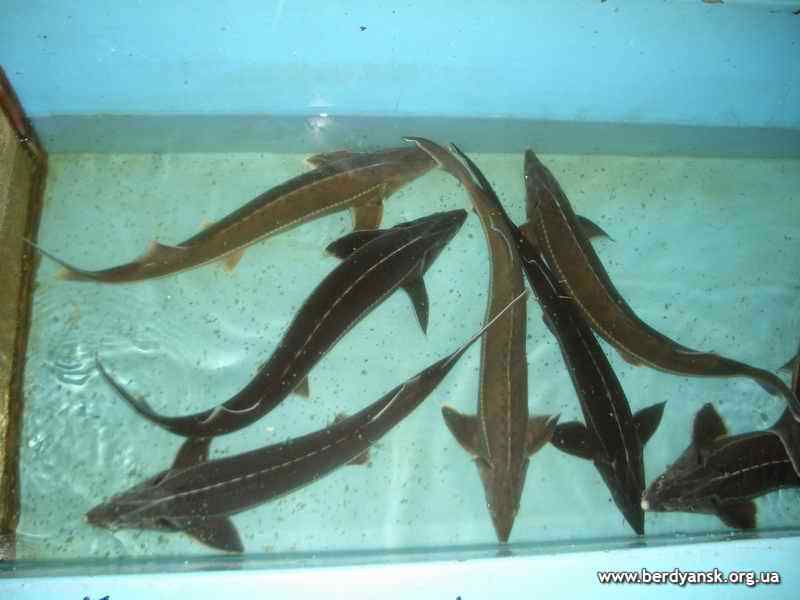 Стерлядки и в оке водятся и в прудах у нас разводят Разведение рыбы стерляди