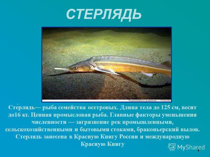 Балтийское море Описание водоема СТЕРЛЯДЬ Породы осетровых рыб