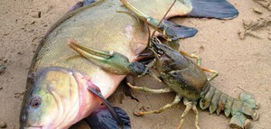 Что едят раки