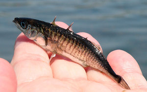 Трёхиглая колюшка: образ жизни, особенности и среда обитания