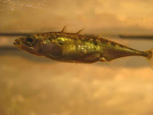 Трехиглая колюшка