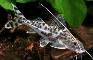 Сомики для аквариума: виды и уход в домашних условиях