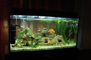 Подходящий аквариум для домашнего сомика