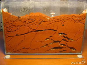 Как сделать муравьиную ферму дома: пошаговая инструкция