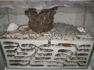 Ферма муравьиная