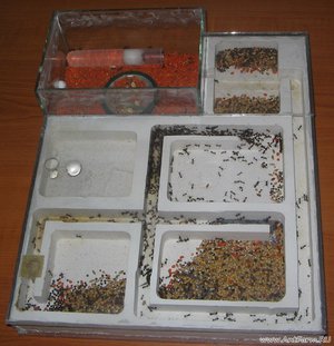 Как сделать муравьиную ферму