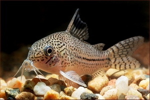 Аквариумные сомики Коридорас.Коридорас - Джули (Corydoras julii).