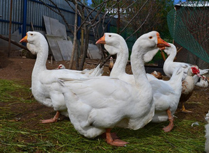 Правила содержания гусей холмогорской породы
