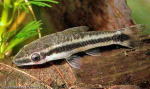 Полосатый Отоцинклюс фото