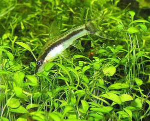 Отоцинклюс не дает разрастись водорослям