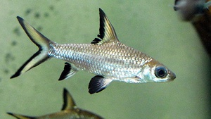 Акулий балу - внешний вид рыбки