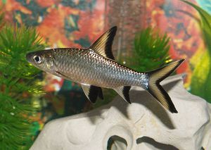 Акулий балу  - содержание в аквариуме