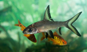 Акулий барбус - интересные рыбки для аквариума