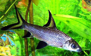 Акулий балу - содержание в аквариуме