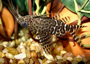 Аквариумные сомики - Синодонтис-перевертыш