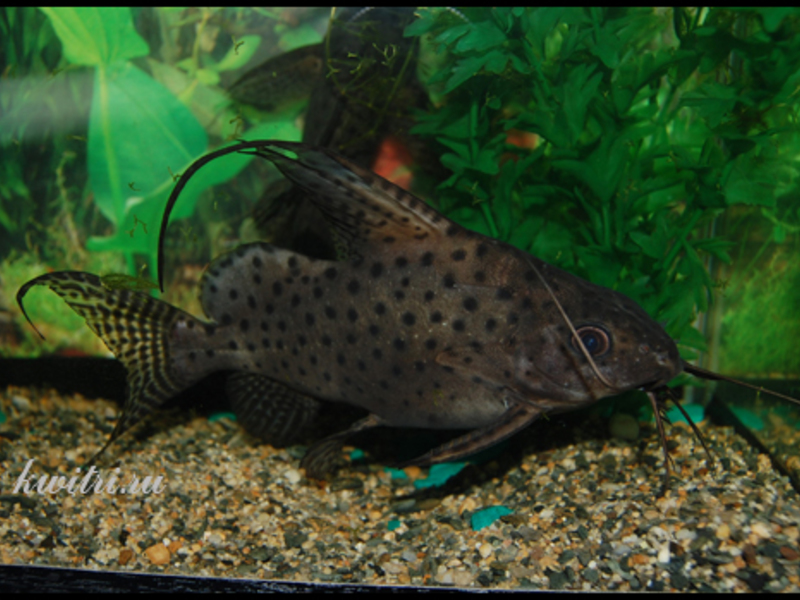 Аквариумные синодонтис Сом синодонтис