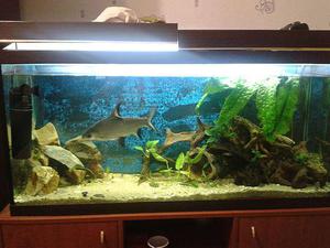 Барбус - рыбки акваримные