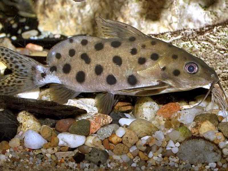 Сомик-перевертыш - синодонтис среди камешков Синодонтис среди мелкой гальки