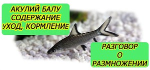 Акулий балу в аквариуме: уход, содержание и размножение