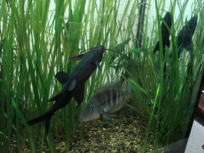 Сом перевертыш Мистус Черный Сом- перевертыш