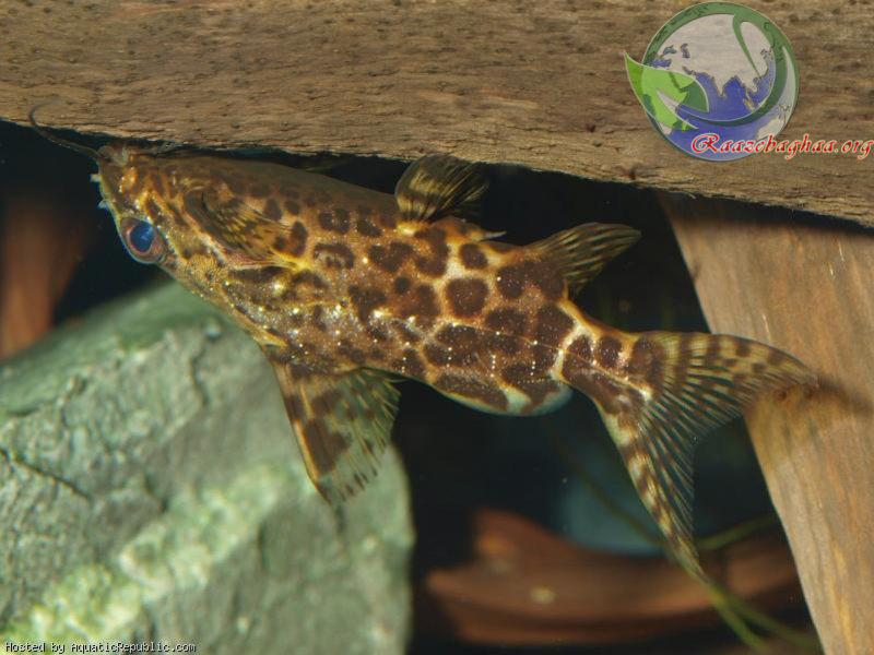 Сомик-перевертыш Synodontis nigriventris Сомик перевернулся вверх брюшком