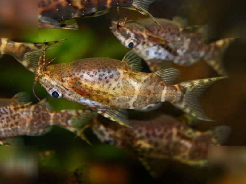 Стайка аквариумных сомикоов- перевертышей Несколько сомиков синодонтисов