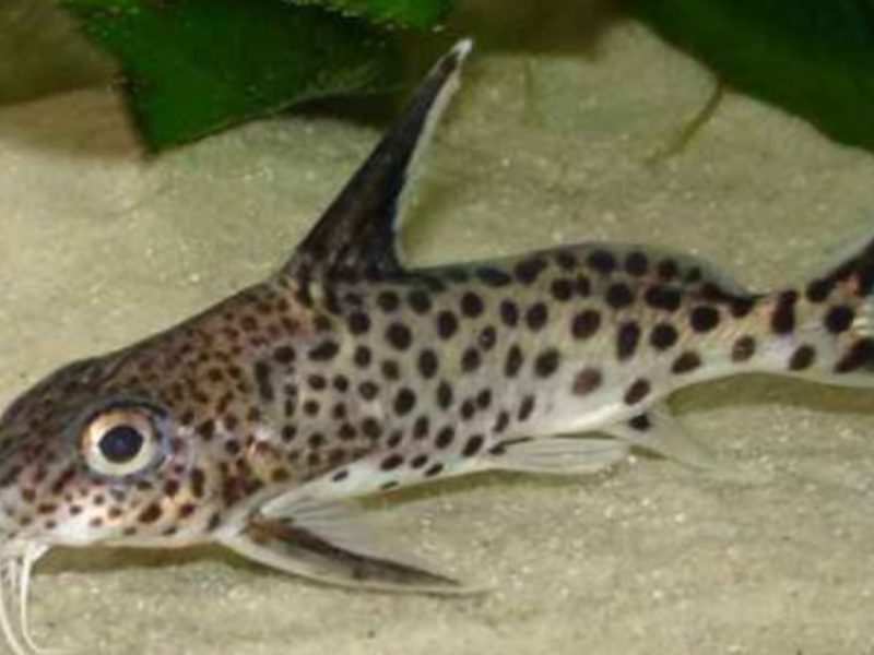 Синодонтис ангел или звездчатый сомик. Синодонтис ангел - сом леопардового окраса
