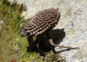 Опасен ли укус водяного клопа-гладыша для человека?