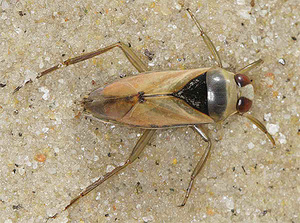 Чем опасен водяной клоп