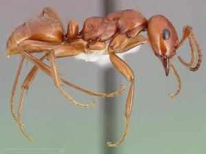 Муравей-амазонка