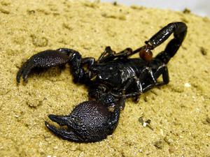 Особенности жизненного цикла Императорского скорпиона