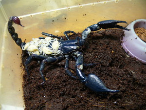 Как выращивать императорского скорпиона