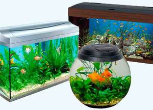 Что такое аквариумистика: советы начинающим