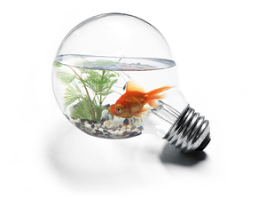 Советы по выбору аквариума для новичков