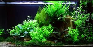 Какие растения высаживать в аквариуме