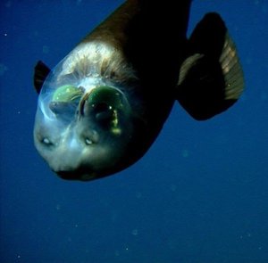 Рыбка бочкоглаз: особенности