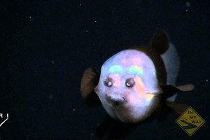 Бочкоглаз: питание и размножение рыбы