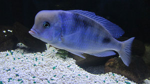 Как разводить голубого дельфина в аквариуме: советы и секреты