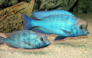 Цихлида или голубой дельфин — красивая рыбка